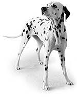 Healthy Dalmatian Diets Dog Food Rules To Prevent Urinary