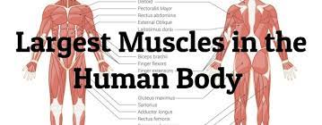 The upper body is involved in various movements in basketball. 10 Largest Muscles In The Human Body Largest Org