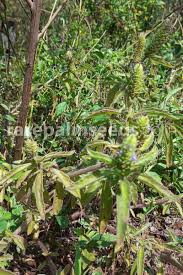 Image result for Coleus caninus