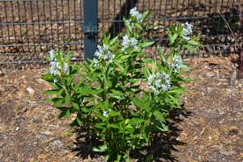 Image result for Tabernaemontana penduliflora