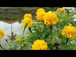 Ditanam sebagaipokok hiasan dalam lanclskap kajian kerana warna bunganya yang cantik. Sejuta Manfaat Bunga Marigold Bunga Tahi Ayam Youtube