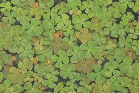 Image result for Marsilea burchellii