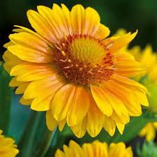 Gaillardia Arizona Apricot Perennials Plants Flower Seeds