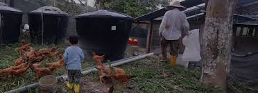 It's not an easy task to make a right choice. My Kampung Life Escapade To A Sustainable Lifestyle