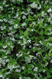 We did not find results for: Confederate Star Jasmine Trachelospermum Jasminoides In San Antonio Texas Tx At Rainbow Gardens