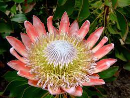 All About Proteas Flower Press
