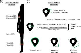 The central tubular region of the bone, called the diaphysis, flares outward near the end to form the metaphysis, which contains a largely cancellous, or spongy, interior. Fig Ure 1 Bone Cross Section Locations A And Cross Sectional Download Scientific Diagram