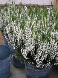 Zinc Pots With White Heather Heather Plant White Gardens Buy Plants