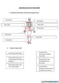 Melansir healthline, tubuh manusia memiliki tiga jenis sendi utama. Kedudukan Dan Fungsi Sendi Worksheet