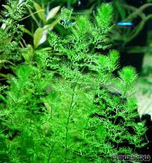 Image result for Utricularia formula