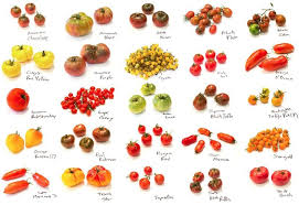 gallery for types of tomatoes chart growing tomatoes in