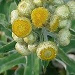 Image result for Helichrysum foetidum