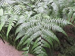 Image result for Diplazium nemorale