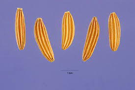 Image result for Crepis