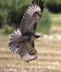 Birds Of Central Oregon Coast I Caught This Bird Flying Here In Central Oregon Birds Birds Of Prey Bird
