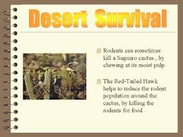 Many cacti have short growing seasons and long dormancies, and are able to react quickly to any rainfall the stem may also be ribbed or fluted in shape. 4 How Do Animals And Plants Survive In