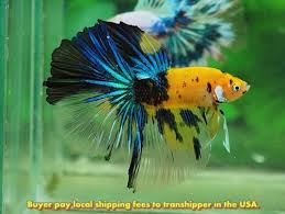 Thailand Export Live Betta Healthy Galaxy Yellow Koi Halfmoon Male Ebay Betta Fish Tropical Fish Betta