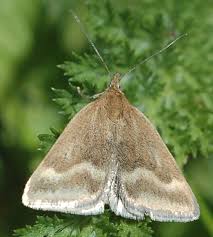 Image result for Pyrausta aerealis