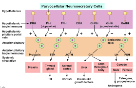 Pin By Kukitavigo On Nursing Medicine College Anterior Pituitary Pituitary Hormones Anterior Pituitary Hormones