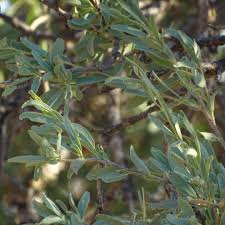 Image result for Boscia filipes