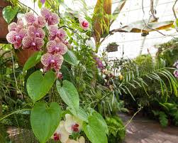 Maybe you would like to learn more about one of these? Inside San Francisco Golden Gate Park S Conservatory Of Flowers Curbed Sf