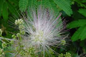 Check spelling or type a new query. Plant Details North Carolina Native Plant Society