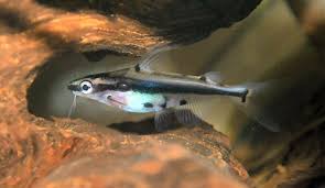 Image result for Hylebates cordatus