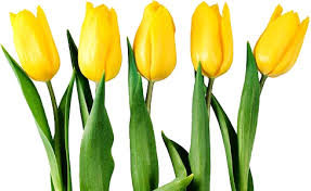 Yellow Tulips Png Image Yellow Tulips Tulips Bulk Flowers Online