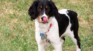「"leave a reply"+"name"+"31"+"+"+"=" springer spaniel」的圖片搜尋結果