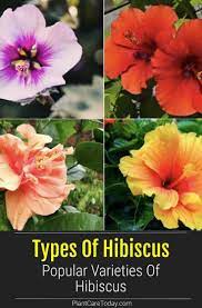 Common Types Of Hibiscus What Are The Different Hibiscus Varieties Hibiscus Plant Plants Hibiscus