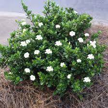 Image result for Gardenia
