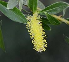 Высота до 20 м, крона плакучая, до 20 м шириной. White Willow Salix Alba Medicinal Bark Properties Like Aspirin Against Fever Pain Inflammation Arthrosis Pain Back Pain