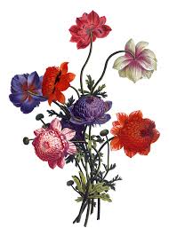 Vintage Images Archives Page 27 Of 34 The Graffical Muse Flower Illustration Flower Drawing Flower Bouquet Drawing
