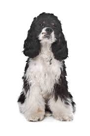 There are field or working cockers and house cockers. American Cocker Spaniel