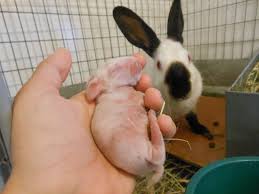The presence of food also will trigger the release of. Baby Himalayan Rabbit Himalayan Rabbit Rabbit Eating Rabbit
