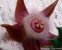 Image result for Duvalia