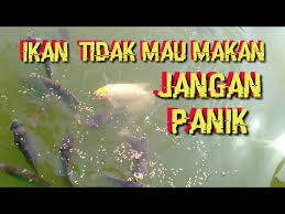 Budidaya Ikan Gurame Pengolahan Air Kolam Yang Benar Youtube