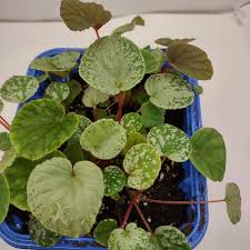 Image result for Begonia rostrata