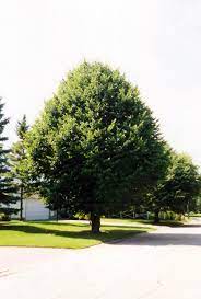 Many communities plant linden along the streets due to its rapid growth rate and dense, symmetrical crown but littleleaf linden is sensitive to road salt. Littleleaf Linden Tilia Cordata In Regina Saskatchewan Sk At Dutch Growers Garden Centre