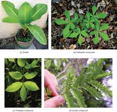 As a nasturtium leaf for example (left) 12 1 External Structure Of Leaves Biology Libretexts