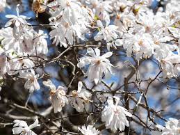 Beautiful flowering japanese cherry sakura background with flowers on a spring day. 10 Varieties Of Flowering Trees For Your Landscape