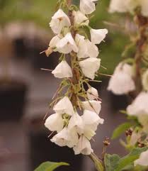 Image result for Halesia