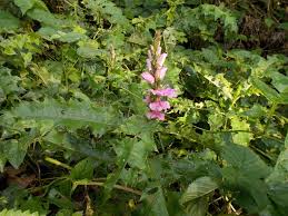 Image result for Acanthus polystachyus