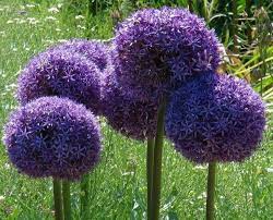Allium flower, giant onion flower. Allium Giganteum Giant Onion Persian Onion Seeds