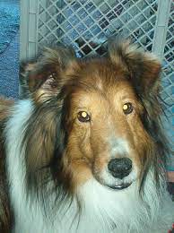 Dr Carol Solves Dog Diarrhea Excess Thyroid Meds