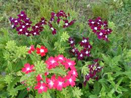 Most people like to enjoy this as a. Verbena Very Drought Resistant Plant Drought Tolerant Landscape Drought Resistant Landscaping Drought Resistant Plants