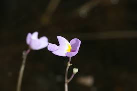 Kuvahaun tulos haulle bladderwort plant