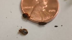 Bird Mites In Hair Pin By Bullseye K9 Detection On Https Www Bullseyek9 Com Bed Bugs Bed Bug Control Bed Bugs Treatment