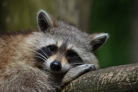 How to spell raccoon, correct spelling of raccoon, how is raccoon spelled, spell check raccoon, how do you spell raccoon. South Lakes Safari Zoo Announces Death Of Wabash The Raccoon The Mail