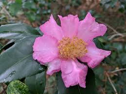 Camellia Sasanqua Cleopatra Sawada Camellia Plants Japonica